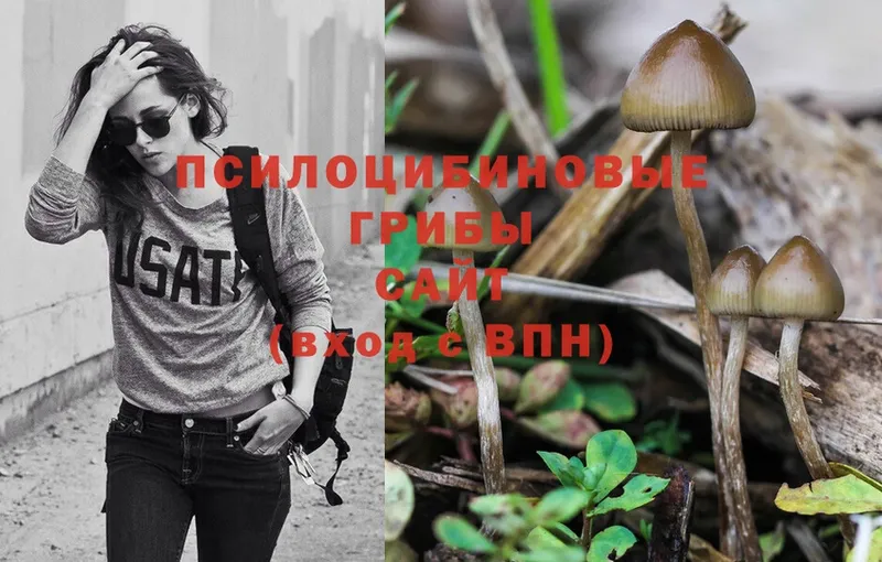 Псилоцибиновые грибы Psilocybine cubensis  Ачинск 